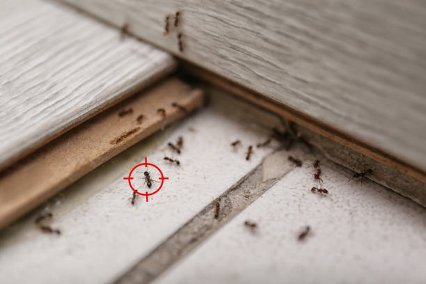 Best Best Pest Control Companies  in Truckee, CA